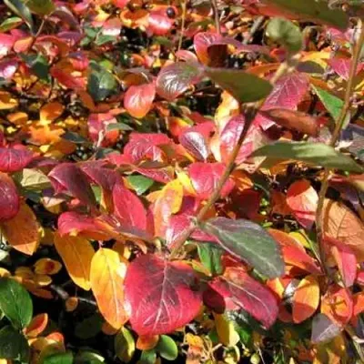 Кизильник блестящий в Туле