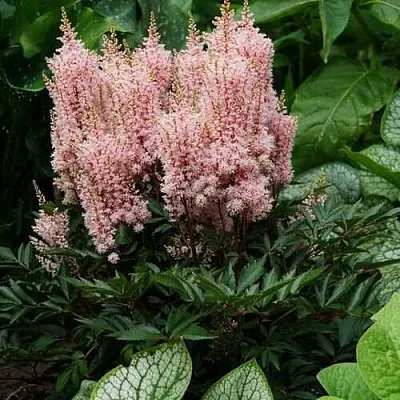 Астильба ЛУК ЭТ МИ японская  Астильба ЛУК ЭТ МИ японская в Туле