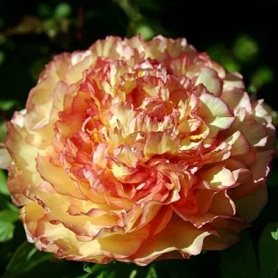 Пион ЗОЛОТАЯ РОССЫПЬ древовидный в Туле