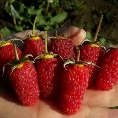 Саженцы малины ремонтантной Рубиновое ожерелье