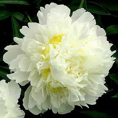 Пион ЗОЛОТОЙ ОРЕОЛ травянистый  Пион ЗОЛОТОЙ ОРЕОЛ травянистый в Туле