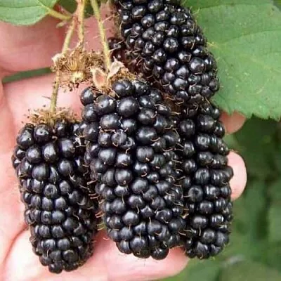 Ежевика ЛОХ НЕСС бесшипная  Ежевика ЛОХ НЕСС бесшипная в Туле