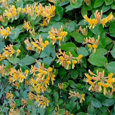 Жимолость ТЕЛЬМАНА в Туле