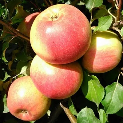 Яблоня ЭМБАССИ  Яблоня ЭМБАССИ в Туле