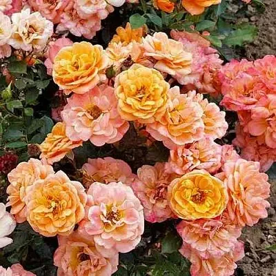 Саженцы роз ЭПРИКОТ КЛЕМЕНТИНА миниатюрная  Саженцы роз ЭПРИКОТ КЛЕМЕНТИНА миниатюрная в Туле