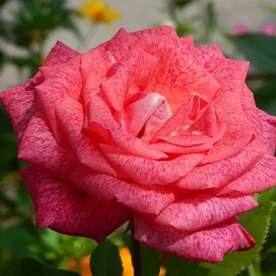 Саженцы роз ПЬЕР КАРДЕН чайно-гибридная  Саженцы роз ПЬЕР КАРДЕН чайно-гибридная в Туле