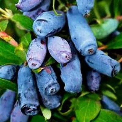 Жимолость съедобная ВОЛХОВА  Жимолость съедобная ВОЛХОВА в Туле