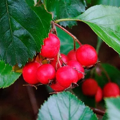 Боярышник ЛЮДМИЛ  Боярышник ЛЮДМИЛ в Туле