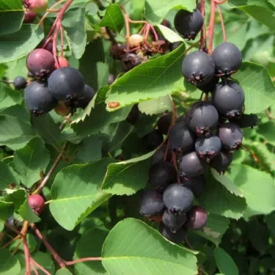 Ирга ФОРЕСТ ПРИНЦ — описание сорта Ирга ФОРЕСТ ПРИНЦ в Туле