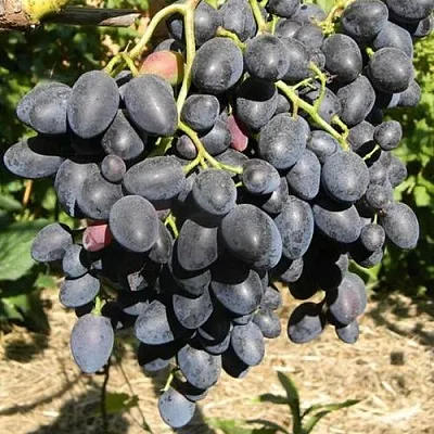 Виноград НАДЕЖДА АЗОС в Туле