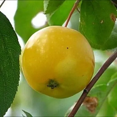 Яблоня КИТАЙКА ЖЁЛТАЯ колонновидная  Яблоня КИТАЙКА ЖЁЛТАЯ колонновидная в Туле