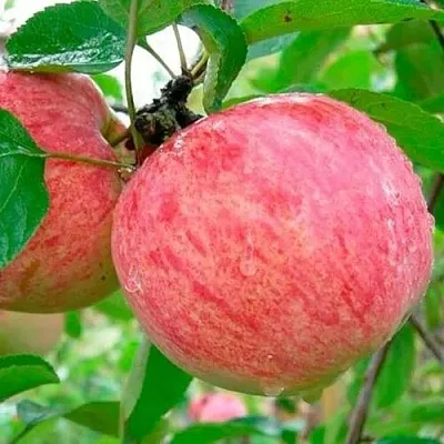 Яблоня КОРИЧНОЕ ПОЛОСАТОЕ  Яблоня КОРИЧНОЕ ПОЛОСАТОЕ в Туле