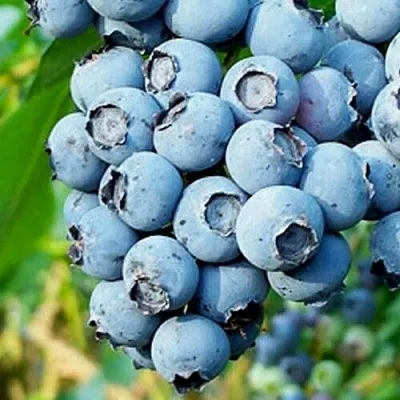 Голубика БРИГИТТА БЛЮ в Туле