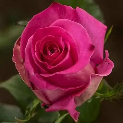 Саженцы роз ТОПАЗ чайно-гибридная  Саженцы роз ТОПАЗ чайно-гибридная в Туле