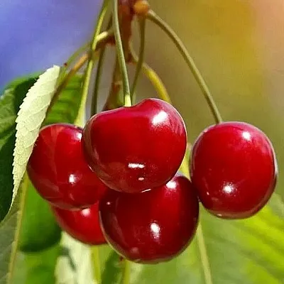 Черешня ТЕРЕМОШКА  Черешня ТЕРЕМОШКА в Туле