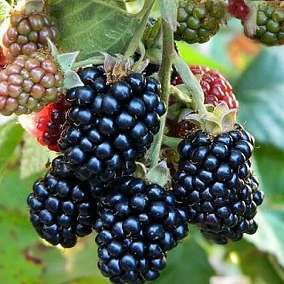 Ежевика ОУАЧИТА бесшипная  Ежевика ОУАЧИТА бесшипная в Туле