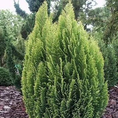 Кипарисовик ЭЛВУДИ ЭМПАЙР лавсана  Кипарисовик ЭЛВУДИ ЭМПАЙР лавсана в Туле