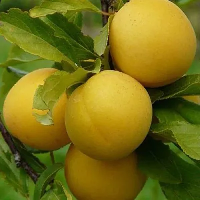 Слива СОЛНЫШКО в Туле