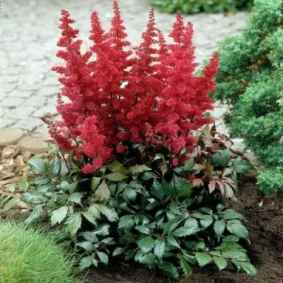 Астильба МОНТГОМЕРИ японская — описание сорта Астильба МОНТГОМЕРИ японская в Туле