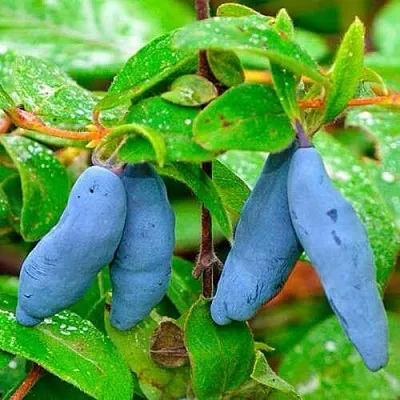 Жимолость съедобная МОРЕНА  Жимолость съедобная МОРЕНА в Туле