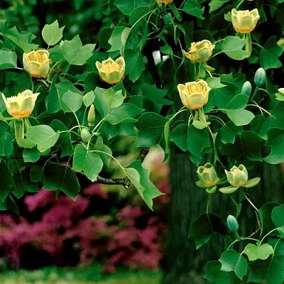 Лириодендрон  в Туле