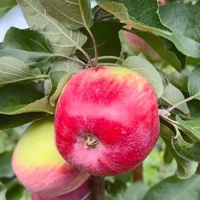 Яблоня АРБАТ колонновидная  Яблоня АРБАТ колонновидная в Туле