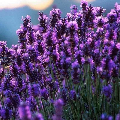 Лаванда в Туле