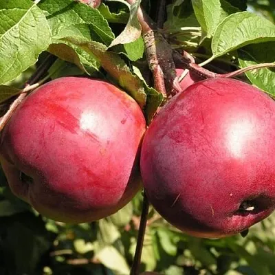 Яблоня ДАРУНАК в Туле