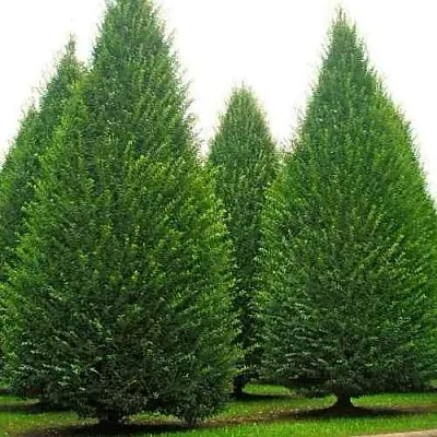 Граб   Граб  в Туле