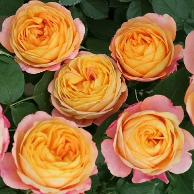 Саженцы роз БЕБИ РОМАНТИКА миниатюрная  Саженцы роз БЕБИ РОМАНТИКА миниатюрная в Туле