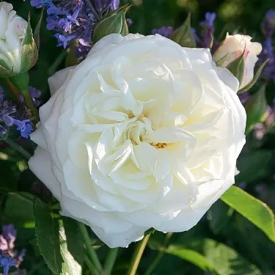 Саженцы роз АЛАБАСТЕР флорибунда  Саженцы роз АЛАБАСТЕР флорибунда в Туле