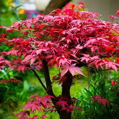 Клен дланевидный АТРОПУРПУРЕУМ  Клен дланевидный АТРОПУРПУРЕУМ в Туле