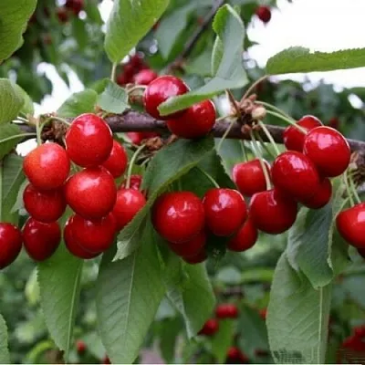 Черешня ДОНЕЦКАЯ КРАСАВИЦА  Черешня ДОНЕЦКАЯ КРАСАВИЦА в Туле