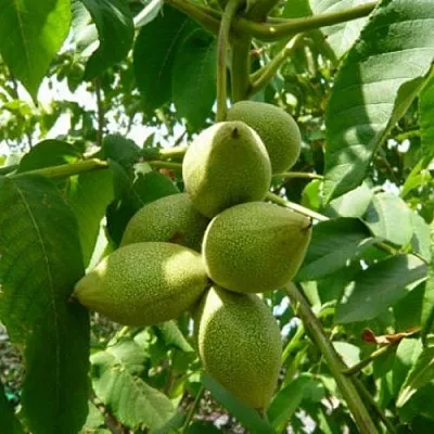 Маньчжурский орех  в Туле