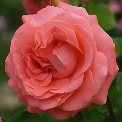 Саженцы роз ДИДИ БРИДЖУОТЕР плетистая  Саженцы роз ДИДИ БРИДЖУОТЕР плетистая в Туле