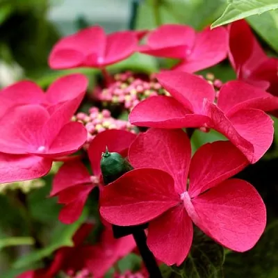 Гортензия РОТШВАНЦ крупнолистная  Гортензия РОТШВАНЦ крупнолистная в Туле