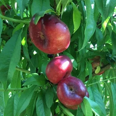 Нектарин ДОНАТ ИНЖИРНЫЙ  Нектарин ДОНАТ ИНЖИРНЫЙ в Туле