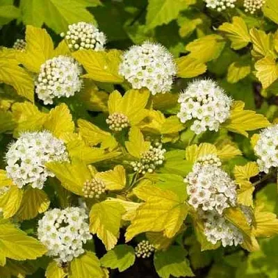 Пузыреплодник ДАРТС ГОЛД  Пузыреплодник ДАРТС ГОЛД в Туле