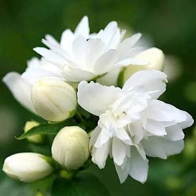 Жасмин ШНЕЕШТРУМ  Жасмин ШНЕЕШТРУМ в Туле