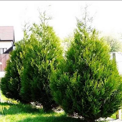 Туя АТРОВИРЕНС складчатая в Туле