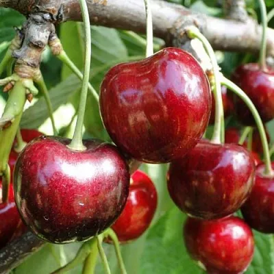 Черешня САШЕНЬКА  Черешня САШЕНЬКА в Туле