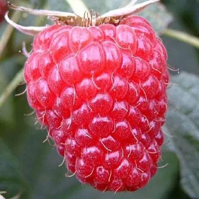 Ремонтантная  Ремонтантная в Туле