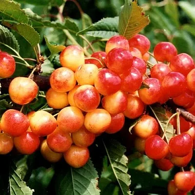 Черешня БЮТТНЕРА КРАСНАЯ в Туле