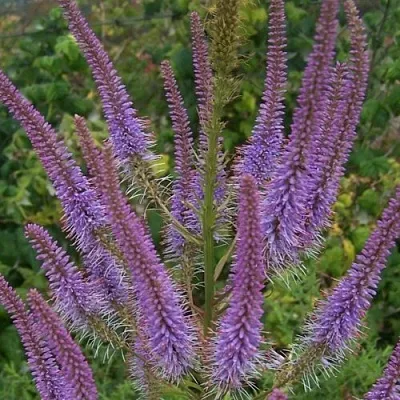 Вероникаструм ФАСЦИНЕЙШН  Вероникаструм ФАСЦИНЕЙШН в Туле