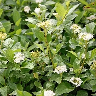 Дерен ФЛАВИРАМЕА отпрысковый   Дерен ФЛАВИРАМЕА отпрысковый  в Туле