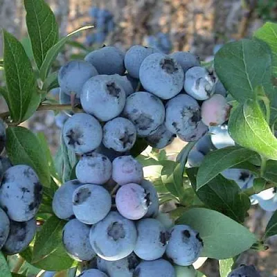 Голубика НОРТЛАНД в Туле