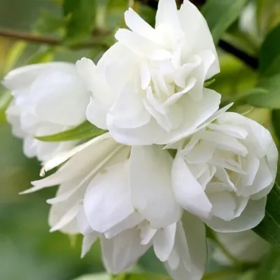 Жасмин МАНТО Д’ЭРМИН  Жасмин МАНТО Д’ЭРМИН в Туле