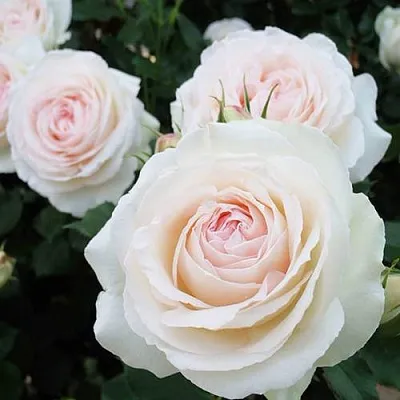 Саженцы роз ПАЛЕ РОЯЛЬ плетистая  Саженцы роз ПАЛЕ РОЯЛЬ плетистая в Туле