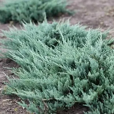 Можжевельник БЛЮ ЧИП горизонтальный  Можжевельник БЛЮ ЧИП горизонтальный в Туле