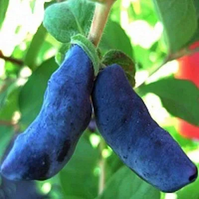 Жимолость съедобная БАКЧАРСКИЙ ВЕЛИКАН  Жимолость съедобная БАКЧАРСКИЙ ВЕЛИКАН в Туле